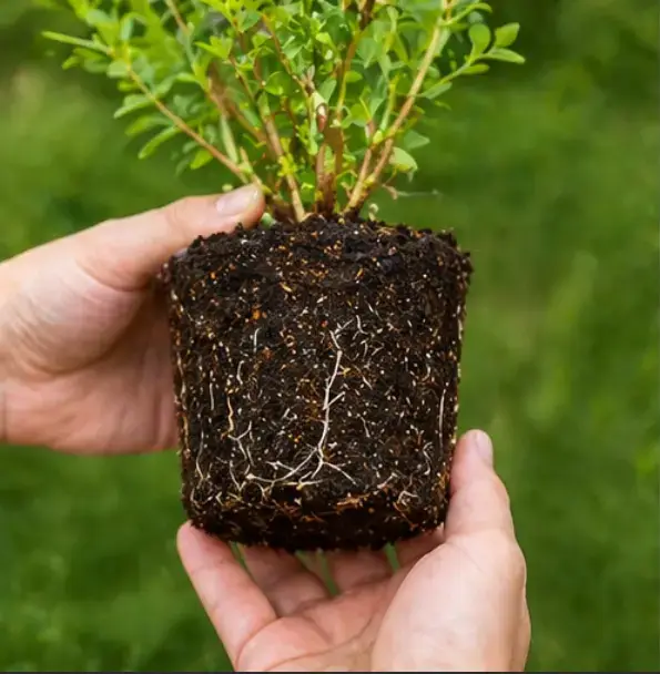 Захищений саджанець